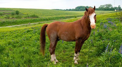 Diagnose PSSM: Muskelkrankheit mit Folgen