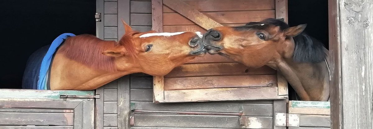 Das erste eigene Pferd – Welche Erstausstattung du brauchst