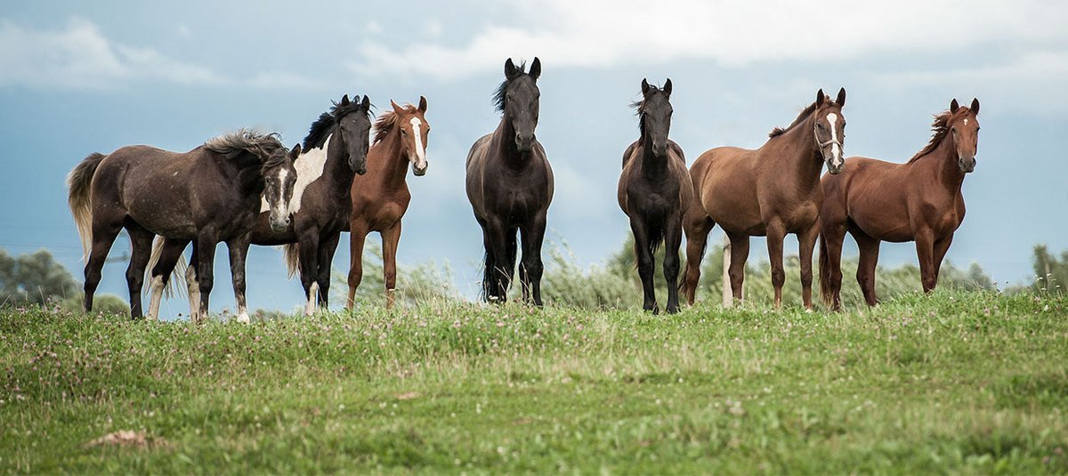 Pferde kaufen – Der Traum vom eigenen Pferd