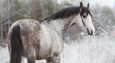 Adventskalender für Pferde – 24 Türchen zu mehr Spaß im Pferdestall