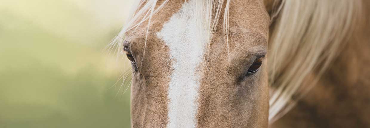 Aminosäuren fürs Pferd – Bausteine für Gesundheit und Power