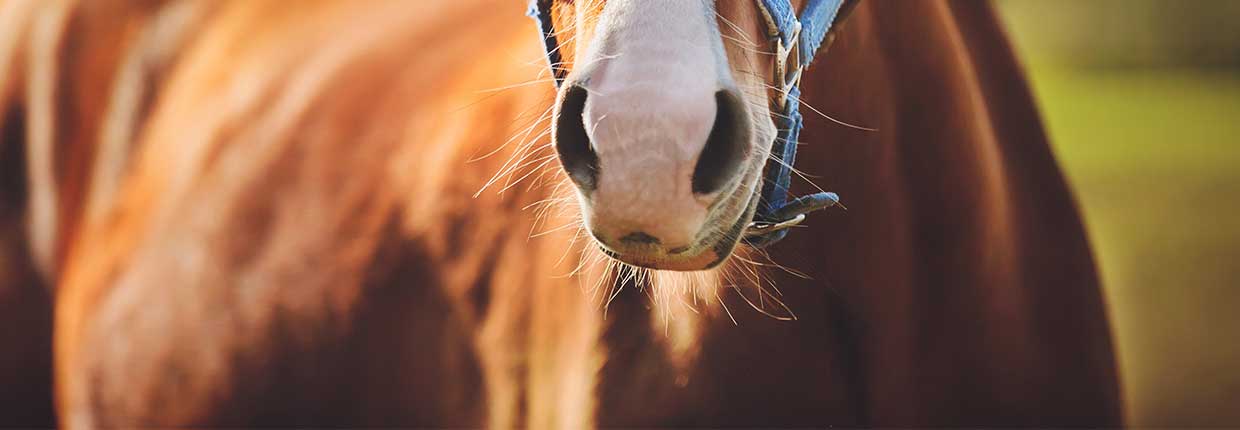 Atemwegserkrankungen beim Pferd: Das solltest Du wissen!