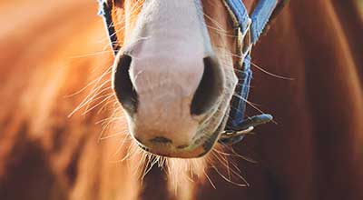 Atemwegserkrankungen beim Pferd: Das solltest Du wissen!