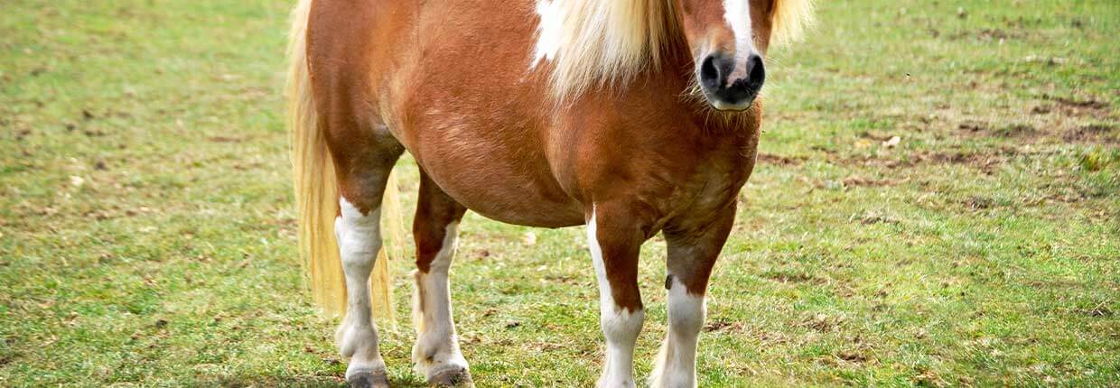 Blähbauch beim Pferd: Ursache und Behandlung
