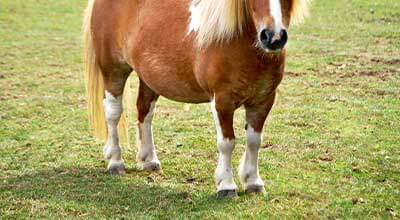 Blähbauch beim Pferd: Ursache und Behandlung