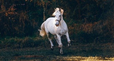 Pferdemüsli - Wie erkenne ich das richtige?