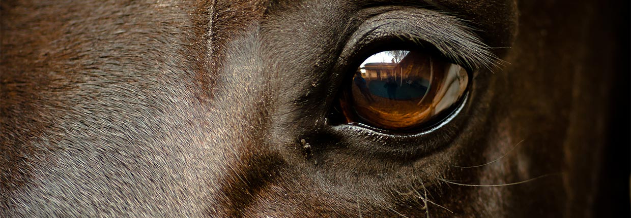 Druse beim Pferd: Symptome, Dauer, Behandlung – und was Du jetzt wirklich tun musst