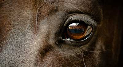 Druse beim Pferd: Symptome, Dauer, Behandlung – und was Du jetzt wirklich tun musst