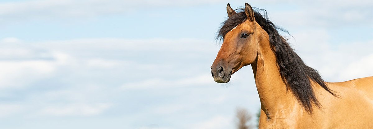 Durchfall beim Pferd – Was tun?