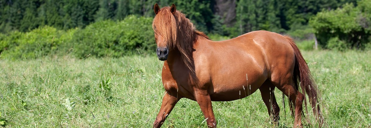 Eine haarige Angelegenheit: So unterstützt Du Dein Pferd im Fellwechsel 