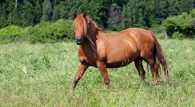 Eine haarige Angelegenheit: So unterstützt Du Dein Pferd im Fellwechsel 