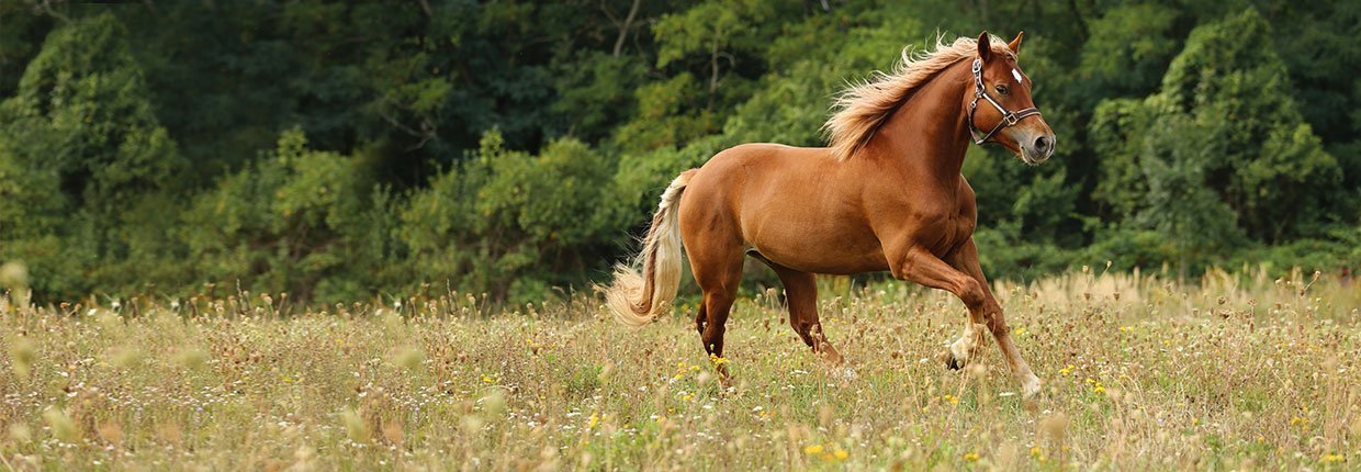 Pferdefilme – Leinwandstars auf vier Hufen