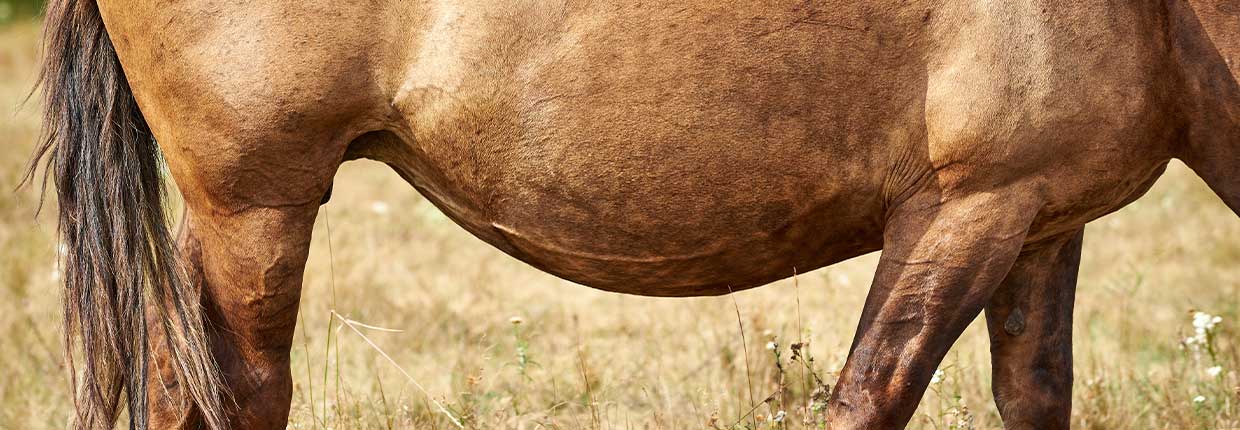 Bauchgefühl? Bescheiden! Magenprobleme beim Pferd