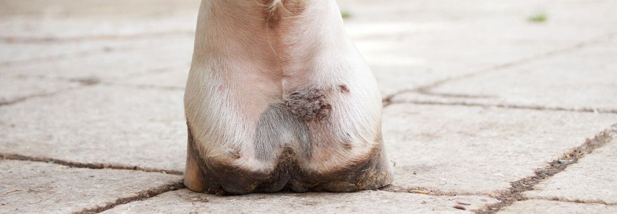 Hilfe, mein Pferd hat Mauke – Fieslinge in der Fesselbeuge erkennen, behandeln und verhindern