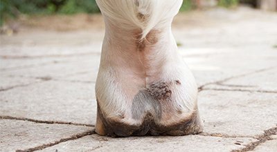 Hilfe, mein Pferd hat Mauke – Fieslinge in der Fesselbeuge erkennen, behandeln und verhindern