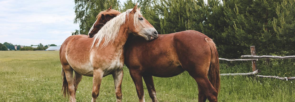 Muskelaufbau beim Pferd – So machst Du Dein Pferd stark!