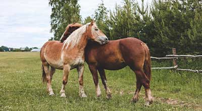 Muskelaufbau beim Pferd – So machst Du Dein Pferd stark!