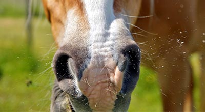 Der Rotz-Ratgeber: Was tun bei Nasenausfluss beim Pferd?
