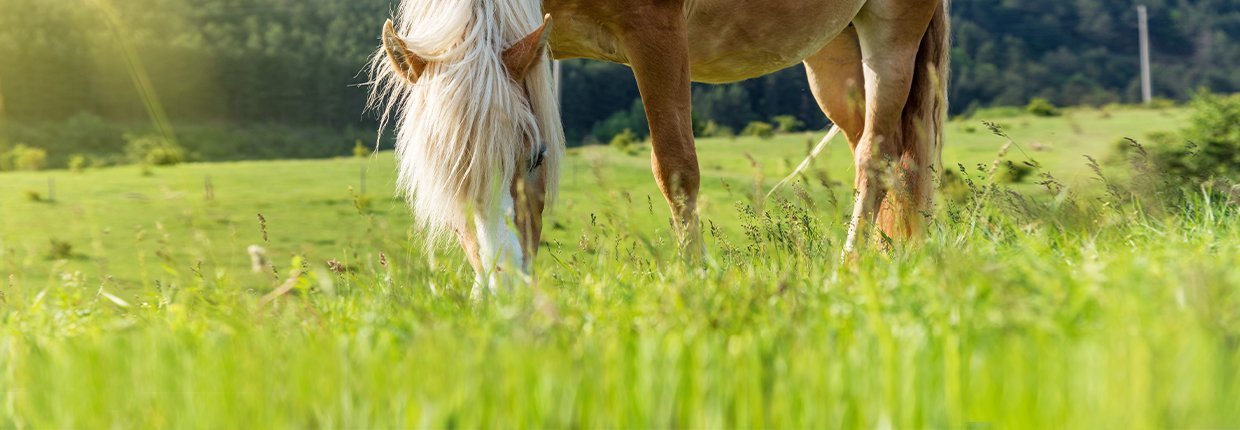Draußen zu Hause: Glückliche Pferde im Offenstall?