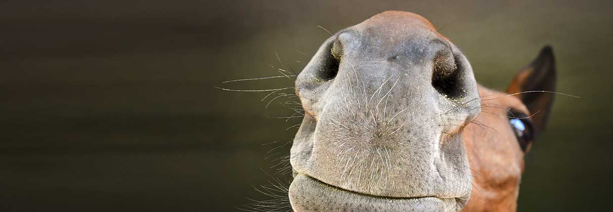 Stauballergie beim Pferd – Erkennen, behandeln, vermeiden