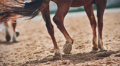 Strahlfäule beim Pferd: Ursachen, Behandlung und Vorbeugung