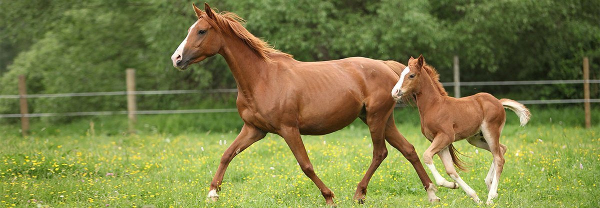 Trächtigkeit beim Pferd – So läuft alles rund