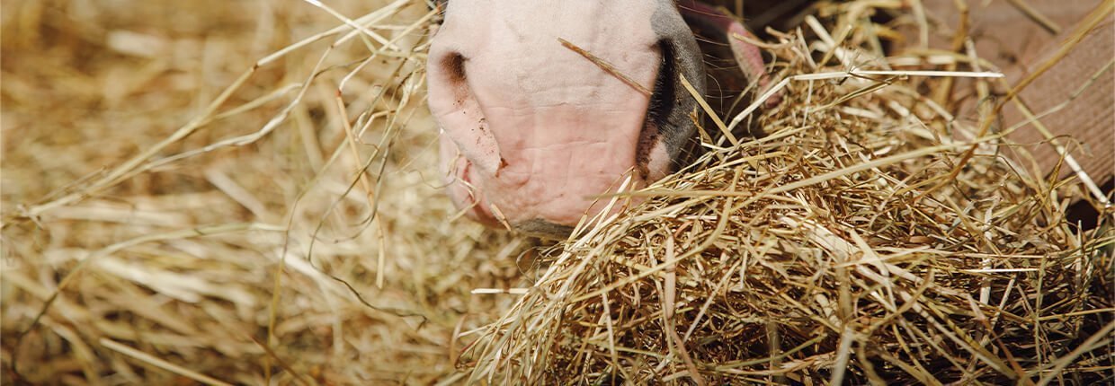 Inhalieren beim Pferd – Mit Volldampf zur Gesundheit?