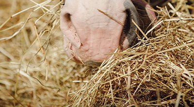 Inhalieren beim Pferd – Mit Volldampf zur Gesundheit?