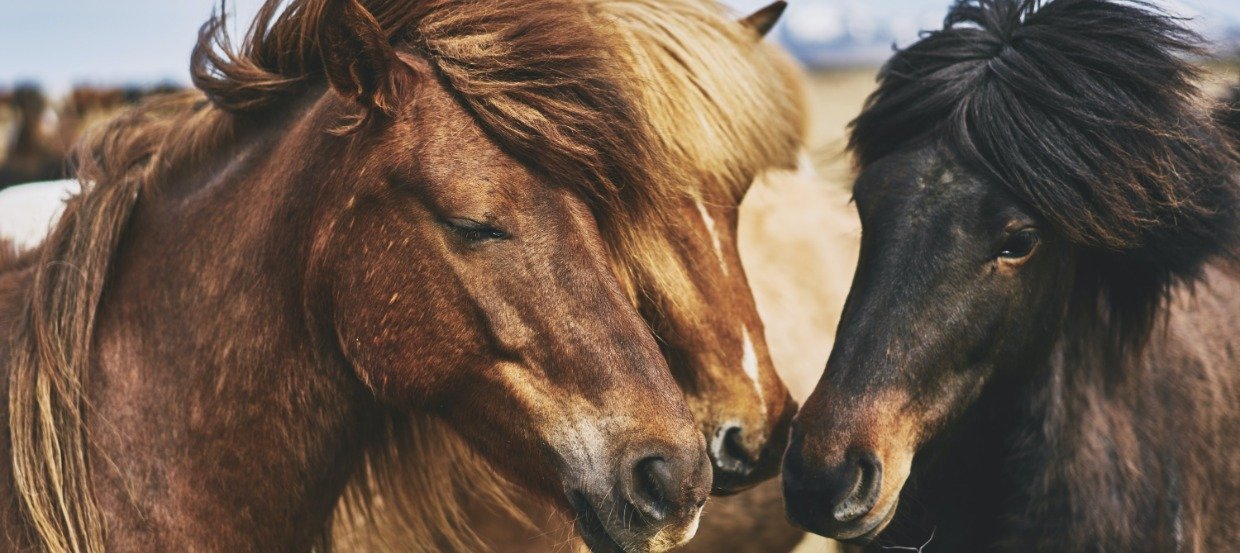 Fütterungsbedingte Stoffwechselstörungen bei Pferden
