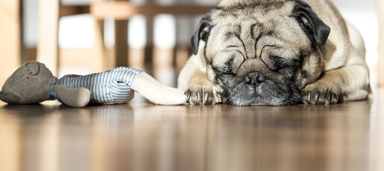 Schwanger von hund man werden einem kann Kann hündin