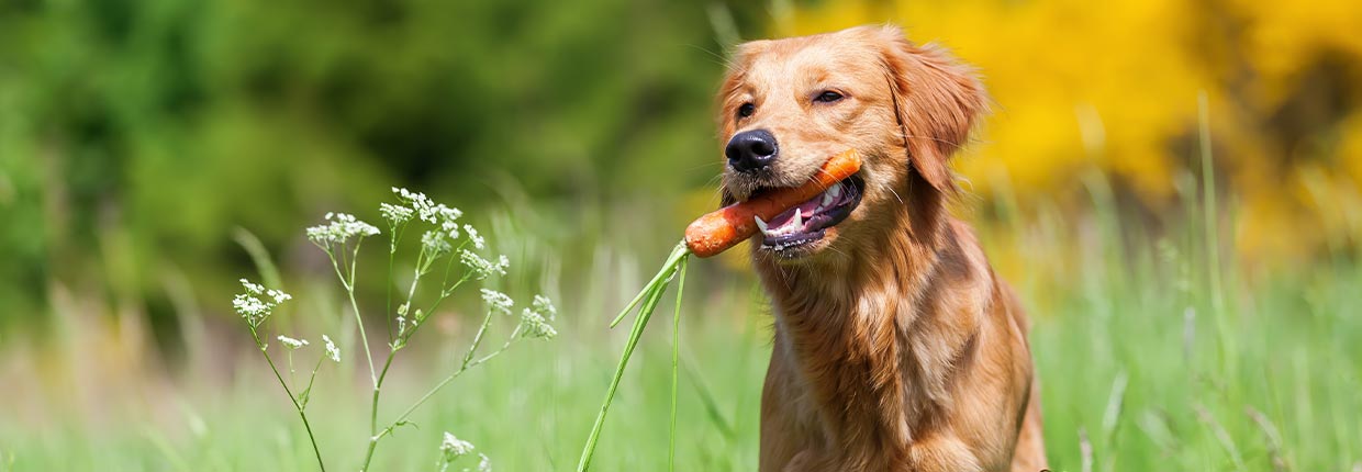 Schonkost für Hunde: Wieso? Was? Wieviel? Wie lange?