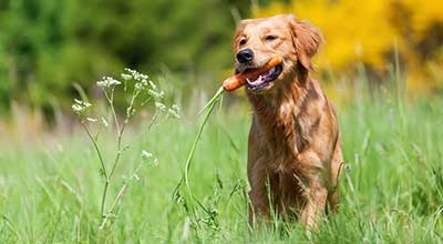 Schonkost für Hunde: Wieso? Was? Wieviel? Wie lange?