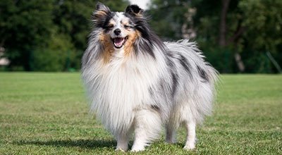 Rasseprofil: Sheltie / Shetland Sheepdog