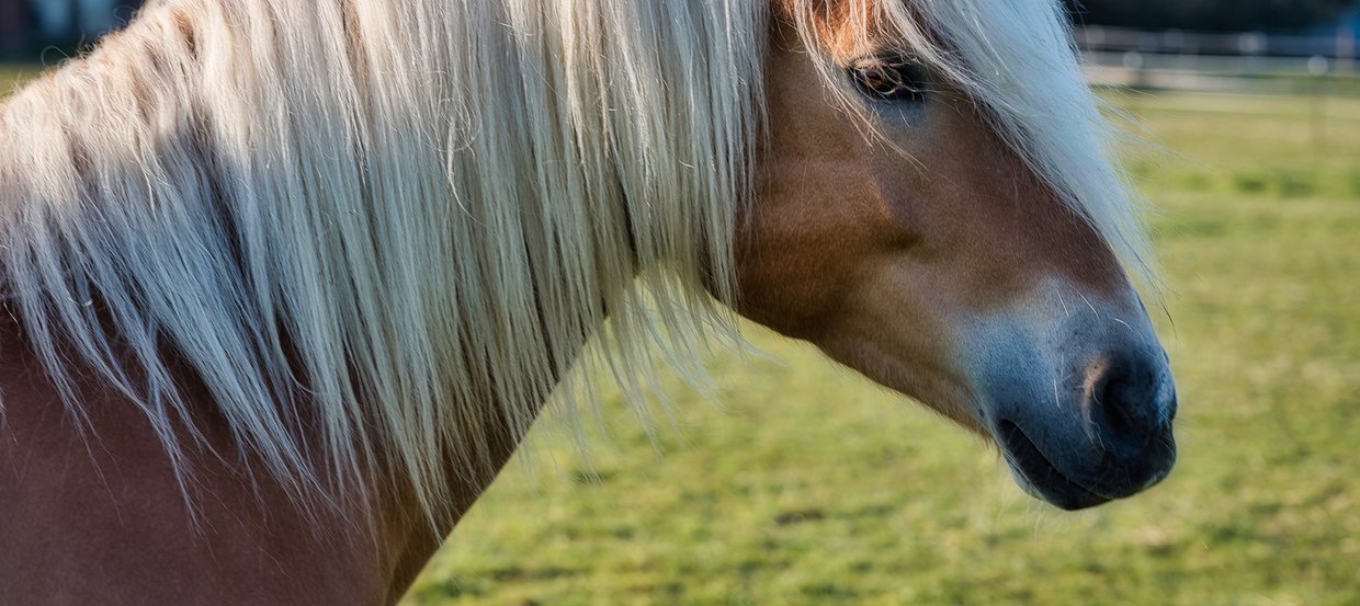 Heucobs füttern – Tipps für die Fütterung von Heucobs beim Pferd