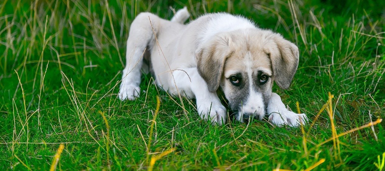 Wie kannst Du Deinen Hund vor Giftködern schützen?