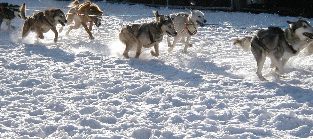 Das richtige Leistungs- und Aufbaufutter für meinen Hund