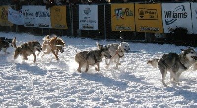 Das richtige Leistungs- und Aufbaufutter für meinen Hund