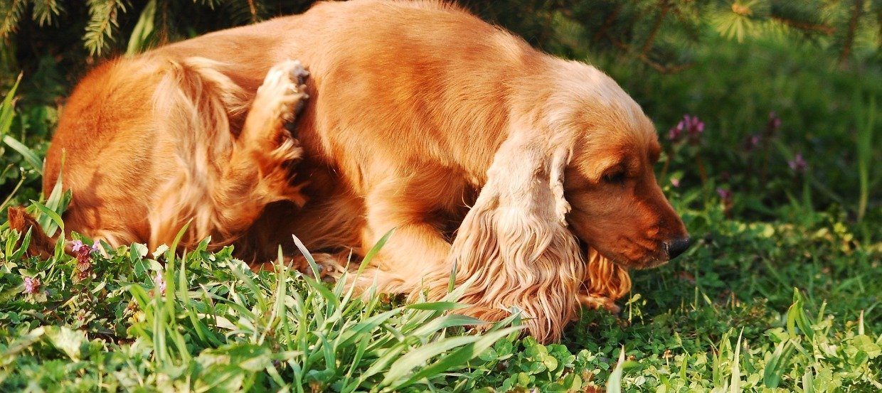 Mein Hund kratzt sich ständig – Was tun bei Juckreiz?