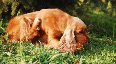 Mein Hund kratzt sich ständig – Was tun bei Juckreiz?