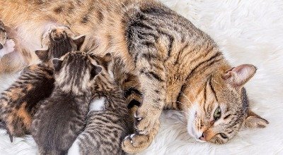 Trächtigkeit bei Katzen: Anzeichen, Pflege und Geburtsvorbereitung