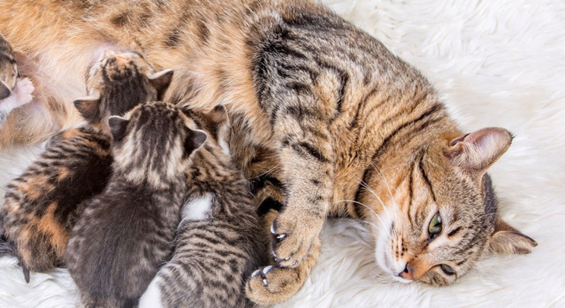 Wie Lange Dauert Schwangerschaft Bei Katzen