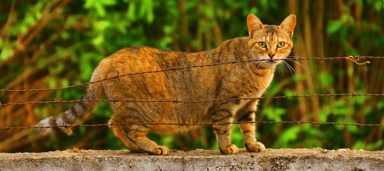 Trächtigkeit bei Katzen: Anzeichen, Pflege und Geburtsvorbereitung