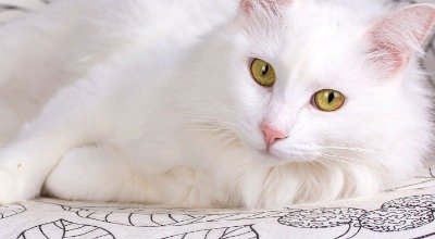 Die Türkisch Angora Katze, eine majestätische Schönheit