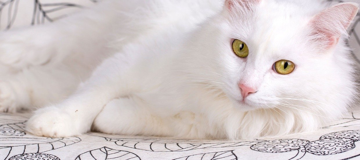 Die Türkisch Angora Katze, eine majestätische Schönheit