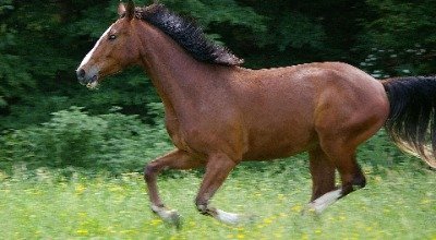 Das Warmblut – Kumpeltyp und Spitzensportler