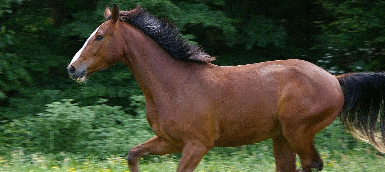 Das Warmblut – Kumpeltyp und Spitzensportler