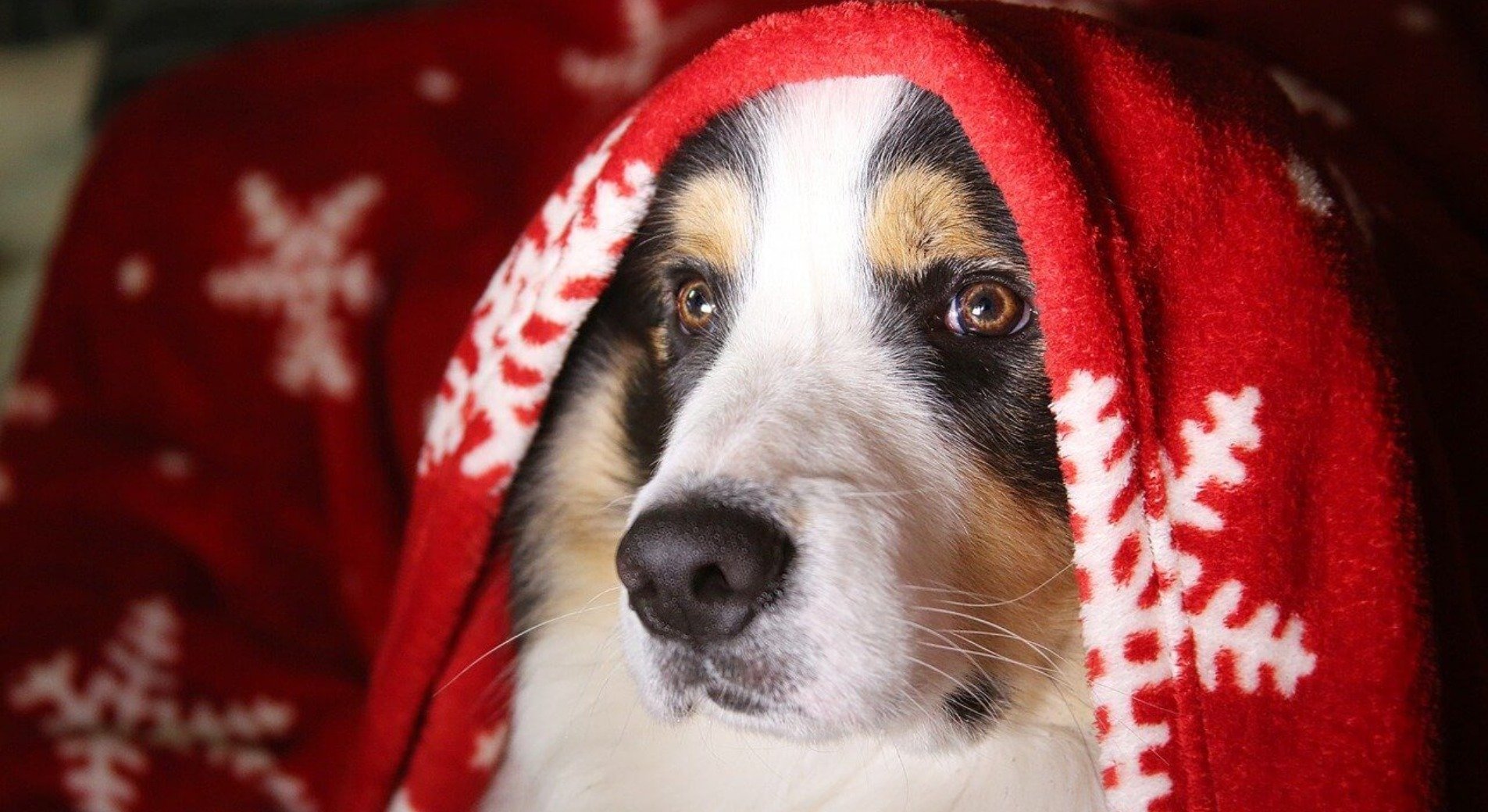 Weihnachten mit Hund Tipps für ein stressfreies und sicheres Fest ♥