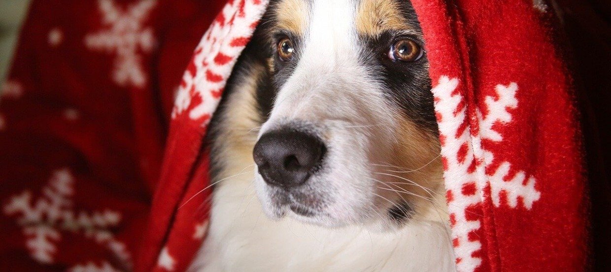 Weihnachten mit Hund: Tipps zum entspannten und sicheren Feiern