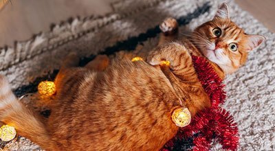 Weihnachten mit Katze: Die besten Tipps für sichere Feiertage