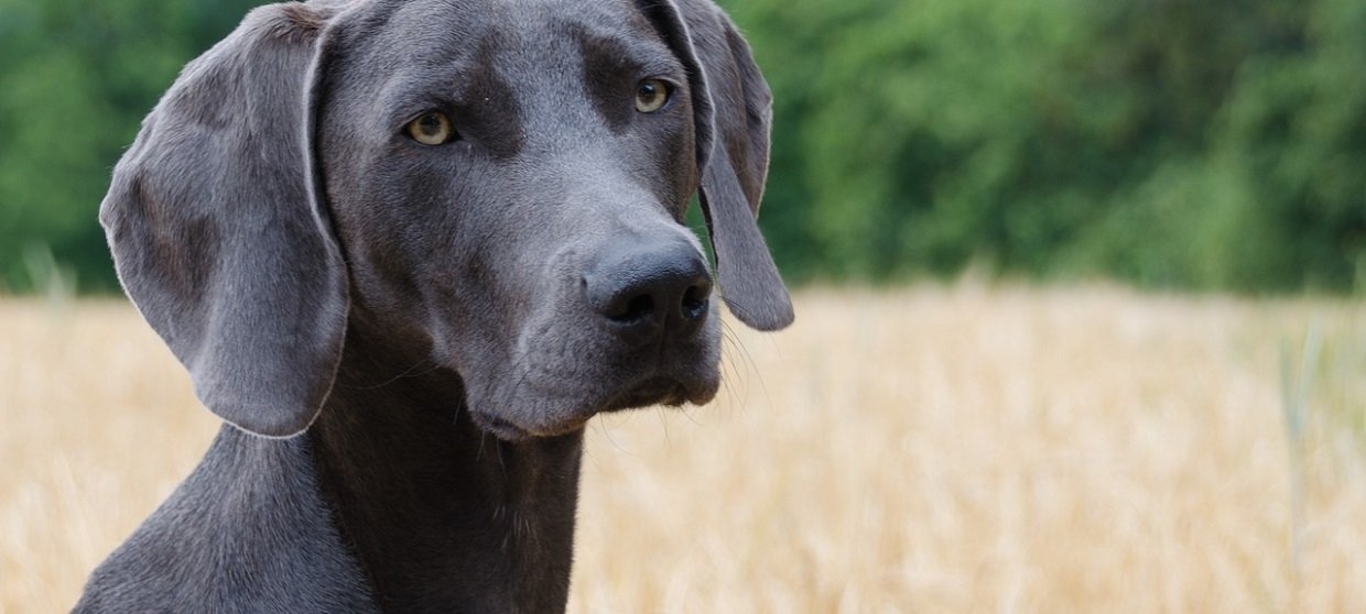 Weimaraner: Alles zur Hunderasse in Porträt lesen